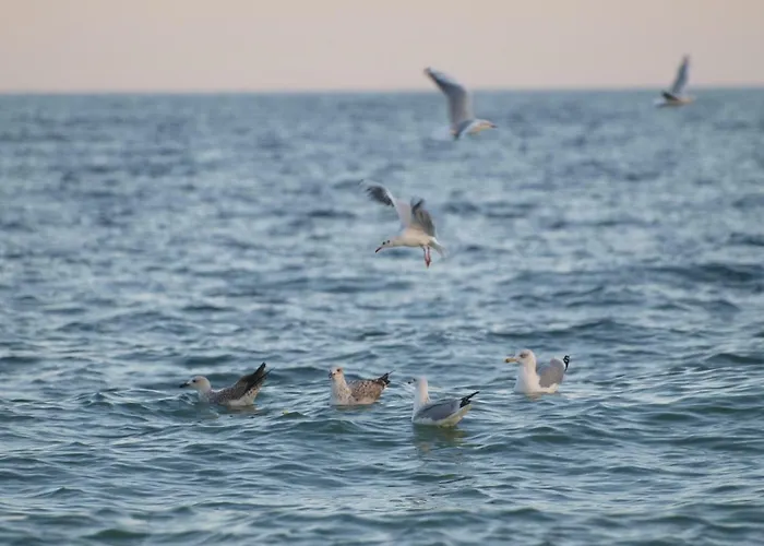 корсар:korsar 3* אודסה