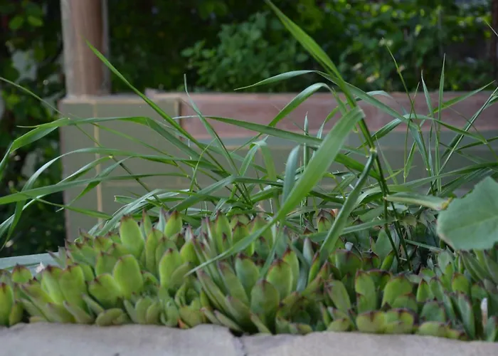 корсар:korsar 3*