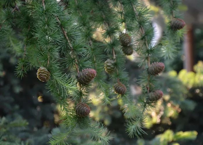 Otel корсар:korsar