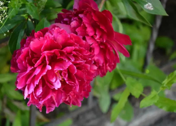 корсар:korsar Otel