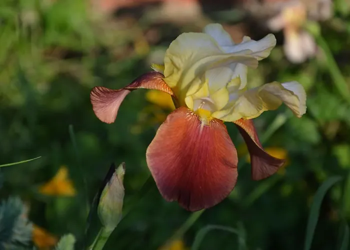 корсар:korsar 3*